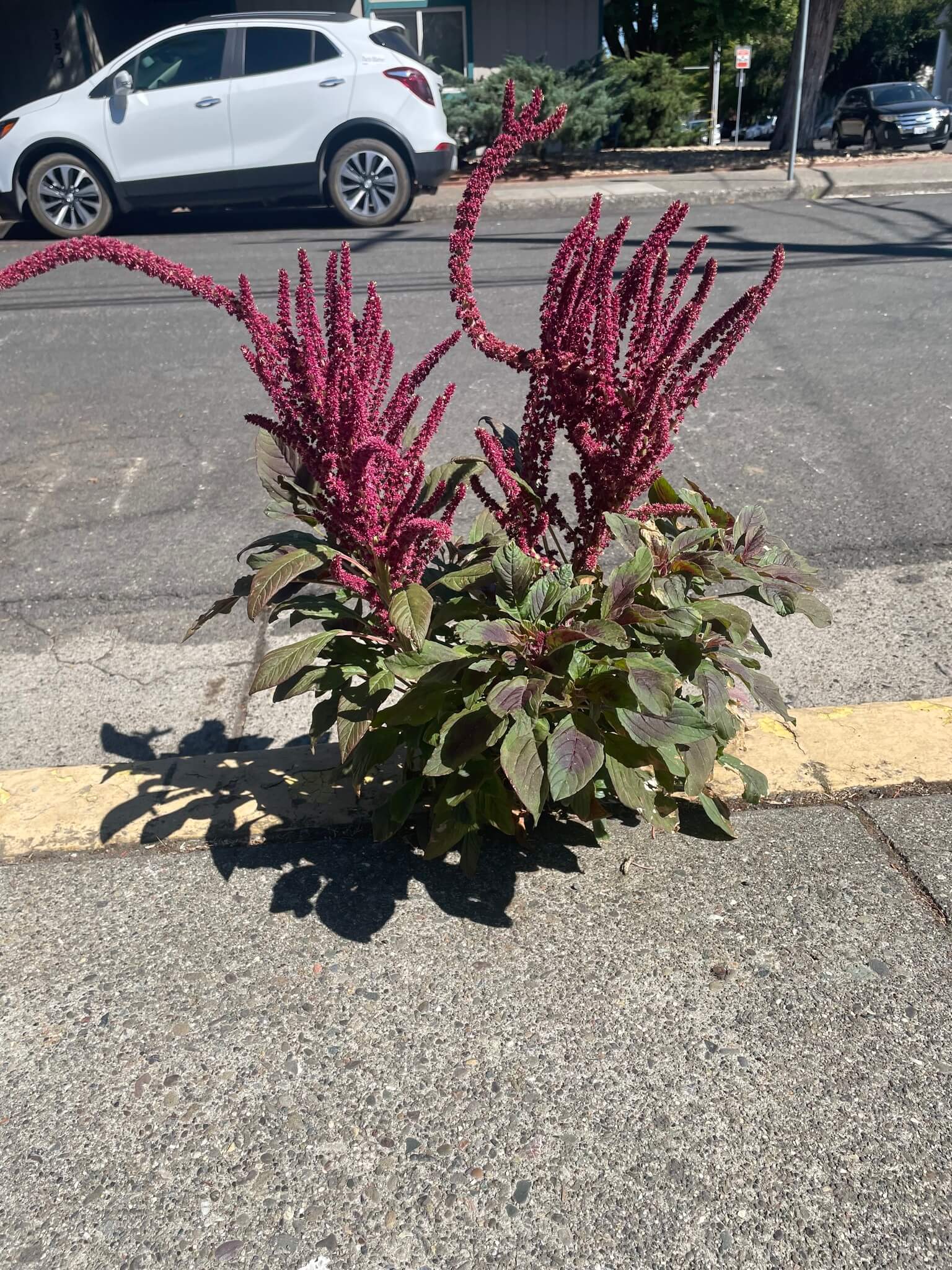 Amaranthus hybridus